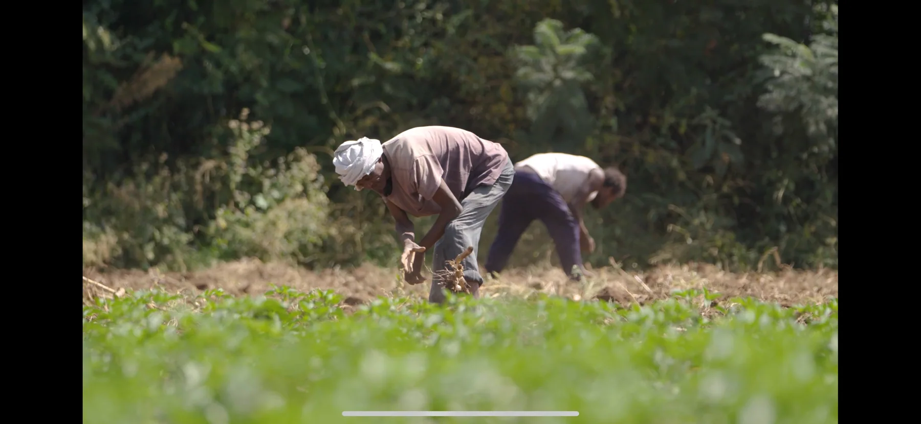 TOV - Agricultural Video Production — photo 3